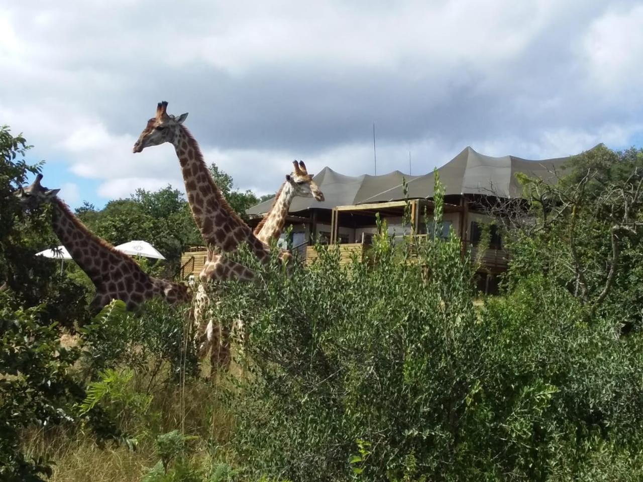Ndhula Luxury Tented Lodge White River Kültér fotó