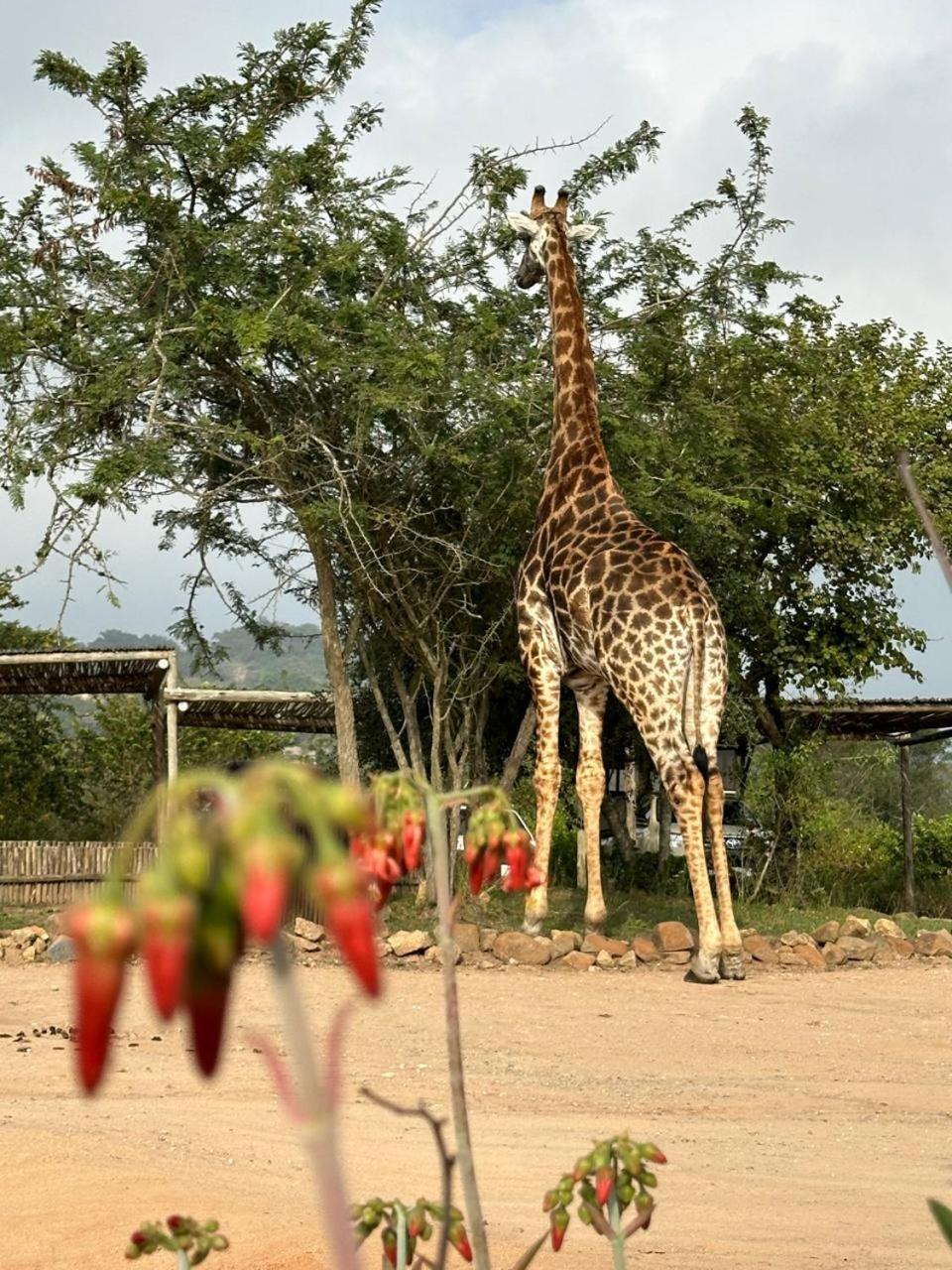 Ndhula Luxury Tented Lodge White River Kültér fotó